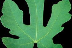 a large green leaf on a black background