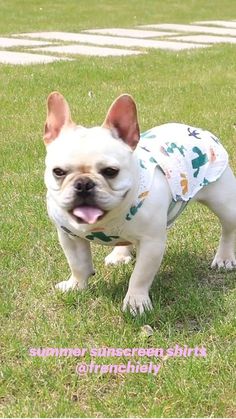 a small white dog standing on top of a lush green field