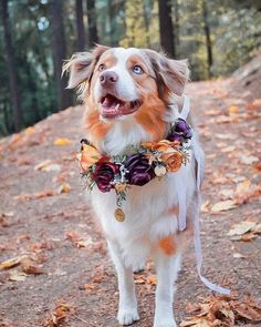 a dog standing in the woods wearing a flower collar with flowers on it's neck