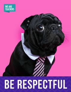 a black pug wearing a tie with the words be respectful on it's side