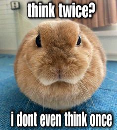 a brown rabbit sitting on top of a blue carpet next to a wall with the words think twice? i don't even think one