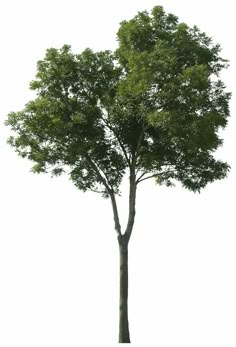 a large tree with green leaves on it's trunk and branches, against a white background