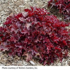 red lettuce growing on the ground in an area with mulchy grass