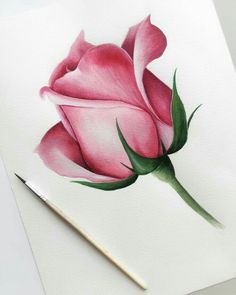 a watercolor painting of a pink rose on white paper with a pencil in the foreground