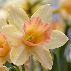 two yellow and pink flowers are in the middle of some green stems with other flowers behind them