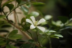 Orange Jessamine / Mock Orange - Murraya paniculata Hedges, Outdoor Gardens, Outdoor Living, Orange, Plants