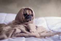 a pug wrapped in a blanket on top of a bed looking at the camera