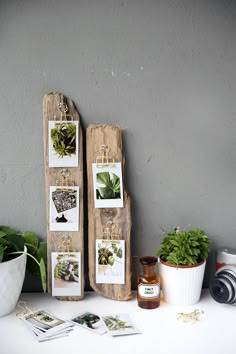 some plants are sitting on a table next to an old wooden board with pictures hanging from it