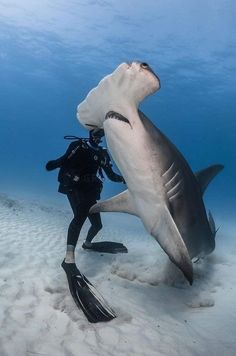 a man is diving with a large shark in the ocean and it looks like he's getting ready to dive