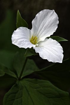 two white flowers with green leaves in the foreground and a dark background behind them