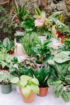 many potted plants are on the table