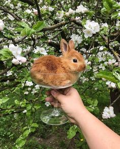 a hand holding a wine glass with a small animal in it's mouth and some white flowers behind it