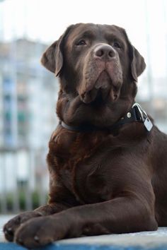 a large brown dog laying on top of a blue blanket