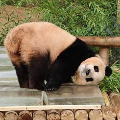 a panda bear laying on top of a pile of wood