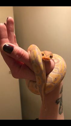 a person holding a yellow snake in their hand