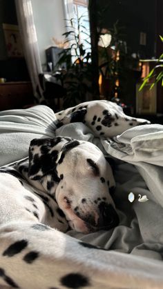 a dalmatian dog laying on top of a bed