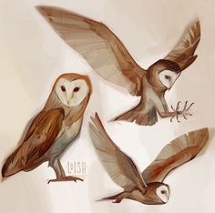 three owls are flying in the air with their wings spread out and one owl has its eyes open