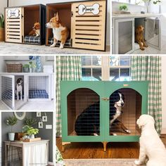 dog kennels with dogs inside and outside