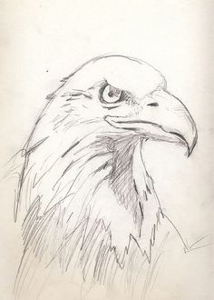 a pencil drawing of an eagle's head