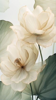 two large white flowers sitting on top of green leaves