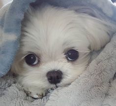 a small white dog laying under a blanket