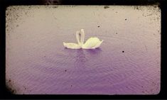 a white swan floating on top of a lake next to a purple wall and black frame