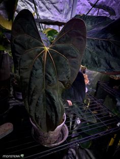 a large leafy plant in a pot on a shelf next to some other plants