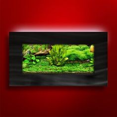 an aquarium with plants and rocks in the water on a red wall behind it is a black frame