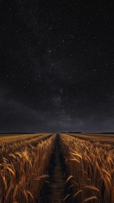 an open field at night with stars in the sky