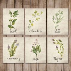 four different types of herbs on paper