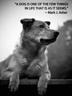 a dog sitting on top of a wooden fence next to a quote from mark j asher