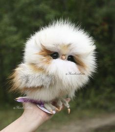 a small white and brown bird perched on someone's hand