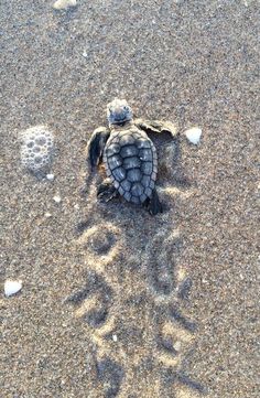 a baby turtle crawling out of the sand