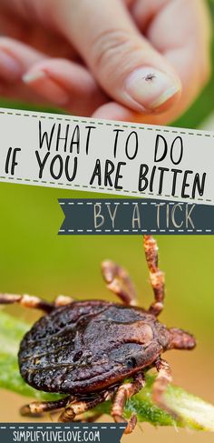 a tick on a leaf with the words what to do if you are bitten by a tick