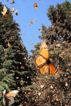 a large group of butterflies flying in the air over trees and bushes with blue sky behind them