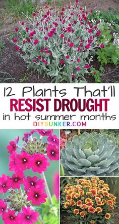 Spruce up your front yard or backyard with these plant ideas perfect for dry climate! #garden #gardening #plants Drought Tolerant Flowers, Garden Tricks, Drought Resistant Landscaping, Inflammation Recipes, Outside Plants, Bucket Gardening, Pathway Landscaping, Drought Resistant Plants, Drought Tolerant Garden