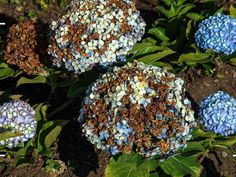 three blue and white flowers with green leaves in the ground next to some dirt on the ground