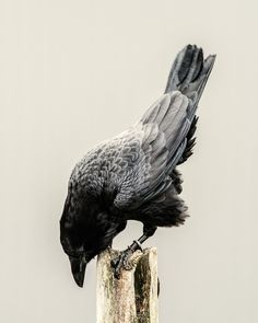 a black bird sitting on top of a wooden post