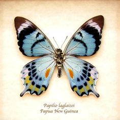 a blue and yellow butterfly sitting on top of a piece of paper with the words papua new guinea written below it