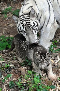 a white tiger and her cub are in the wild together, with caption that reads pedu - mementoistic tiger cub animas / tiger / tiger i