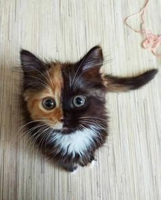 a small kitten sitting on top of a wooden floor next to a ball of yarn