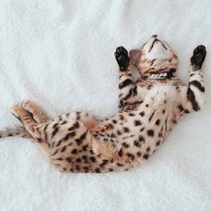 a spotted cat rolling around on its back