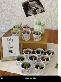 there are many small succulents in the pots on the table with a baby's first blooming sign