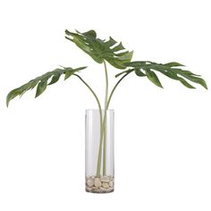 a plant in a vase filled with rocks and water on a white background, it appears to be growing out of the ground