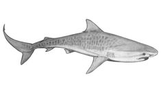 a black and white drawing of a shark