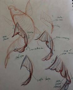 a drawing of different types of fish in various stages of development, including wings and tails