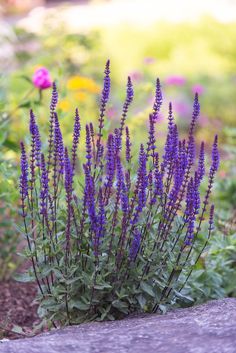 purple flowers are growing out of the ground