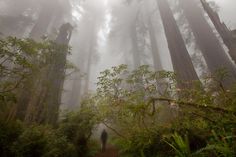 a person walking down a trail in the middle of a forest with tall trees on both sides