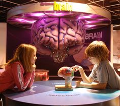 two children sitting at a table with a model of a human brain