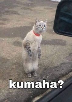 a cat standing on its hind legs in front of a car with the caption kumaha?